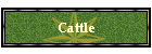 Cattle
