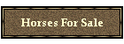 Horses For Sale