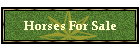 Horses For Sale